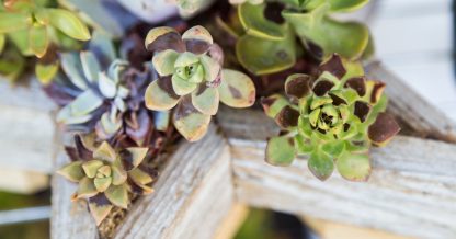 sunburned succulents in wood planter