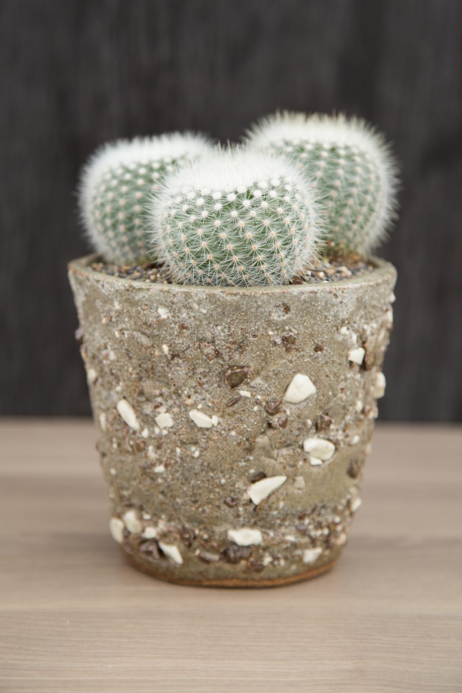 notocactus ceramic pot susan aach planter hand made succulents