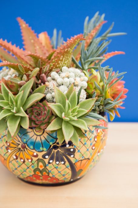 talavera pottery brightly colored succulent arrangement echeverias aloes senecios red orage blue green white