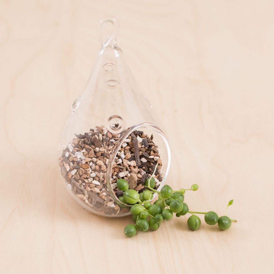 terrarium hanging succulent