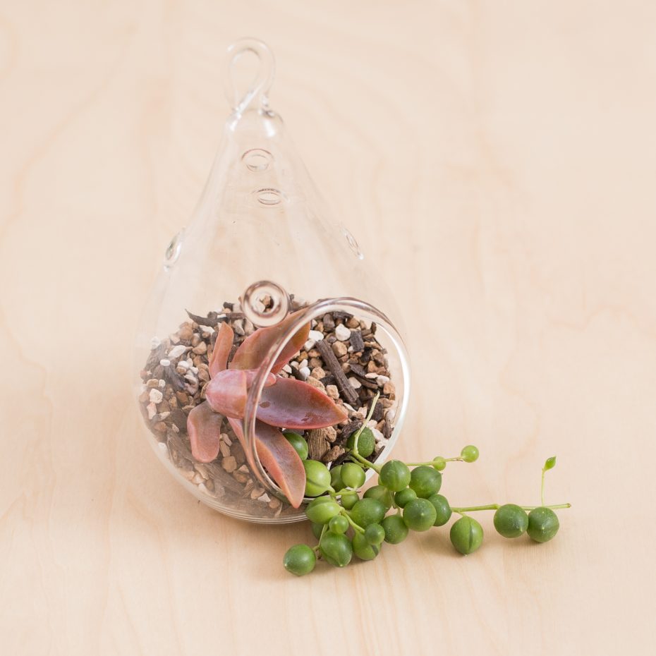 terrarium succulent cuttings