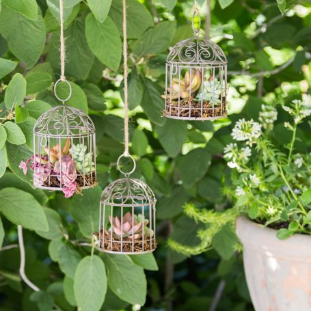 there succulent bird cage gardens