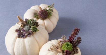 three mini white pumpkins succulents