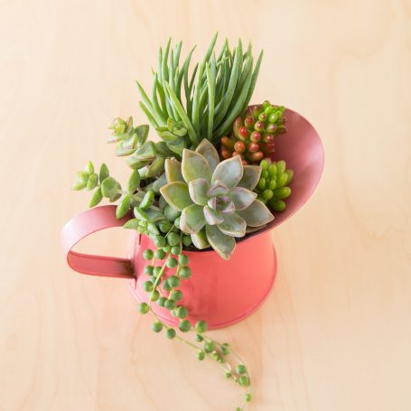 tips arrangement graptopetalum paraguayense ghost plant senecio vitalis crassula rupestris string of pearls red pitcher sedum rubrotinctum