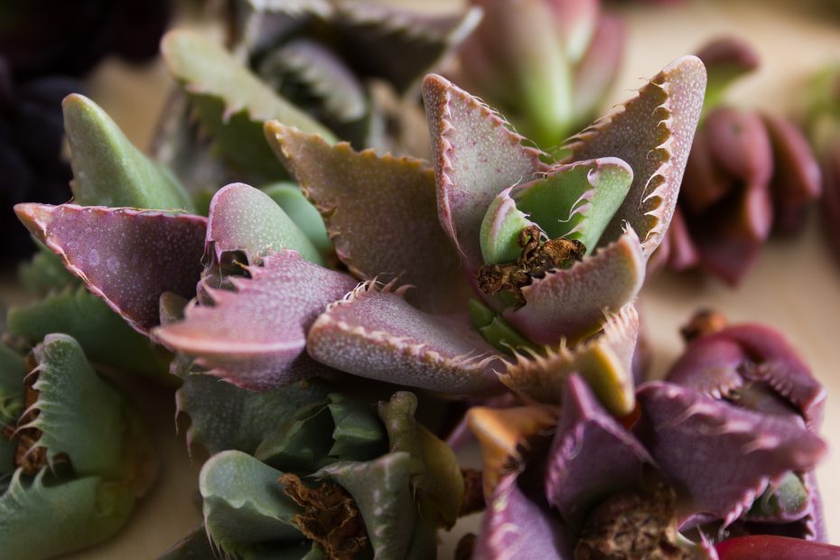 purple green tiger jaws succulent cuttings