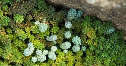 tiny blue green sedum