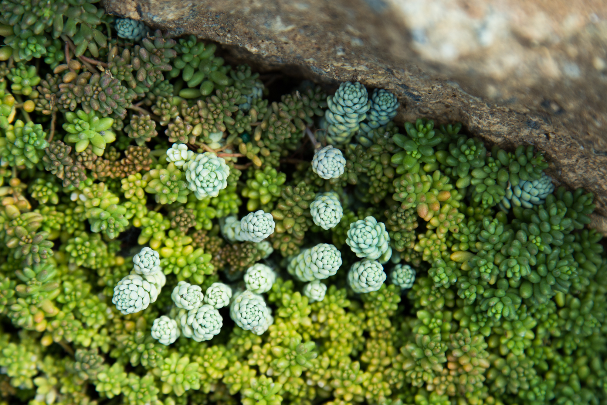 tiny blue green sedum