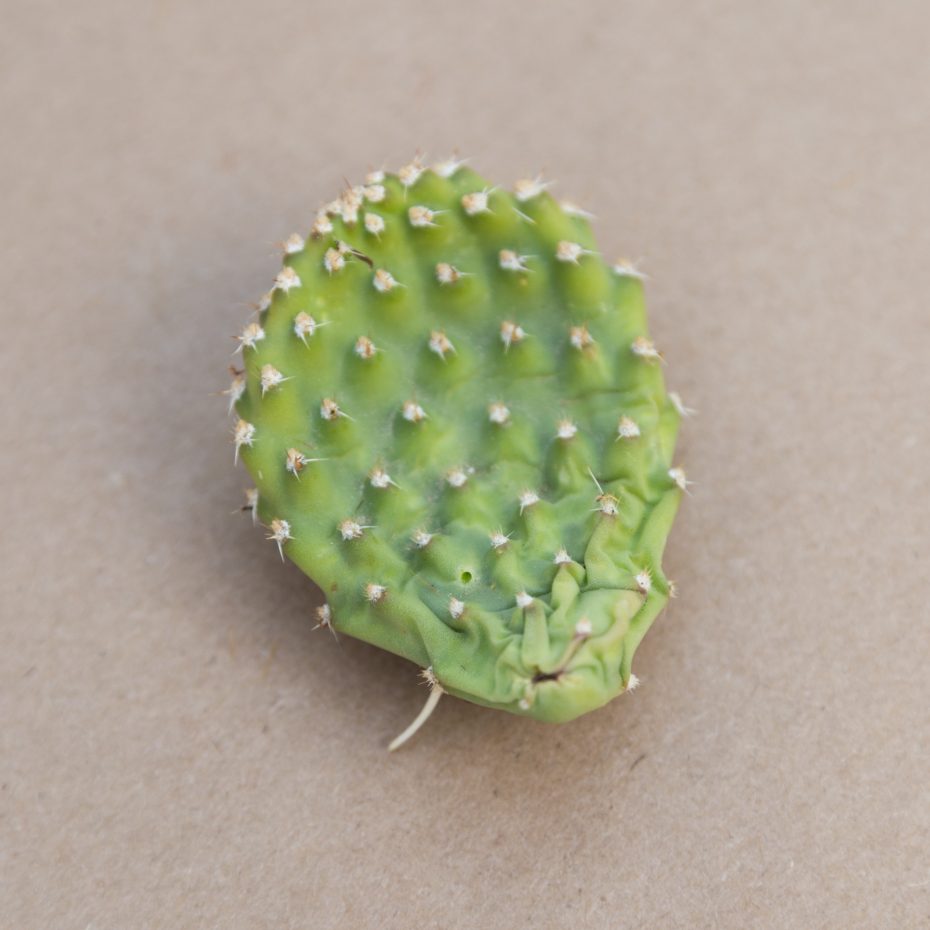 small opuntia cactus pad with one root starting to grow