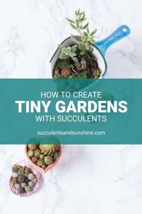 tiny succulent garden tutorial