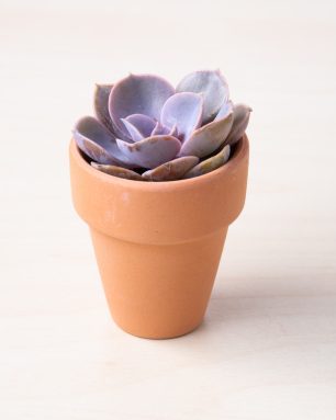 tiny terra cotta pot