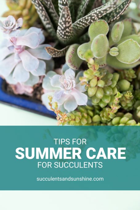 tips for keeping succulents happy in summer