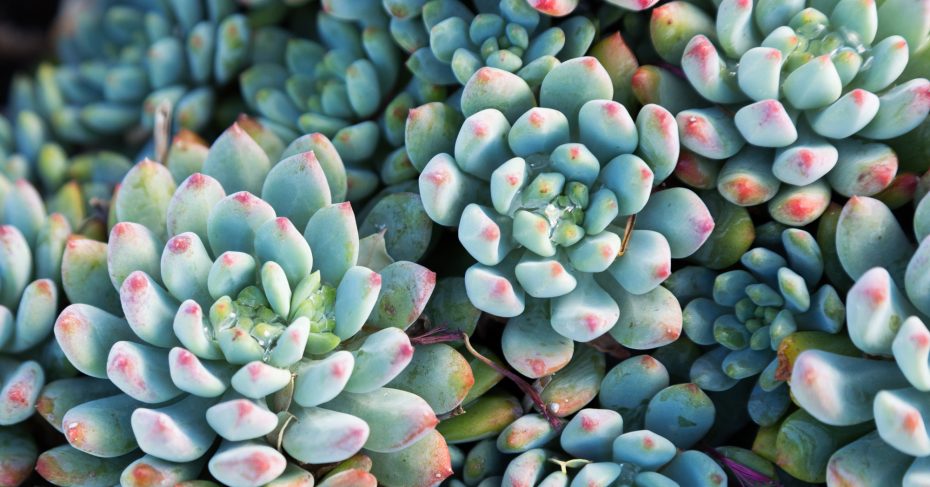 tips for photographing succulents echeveria