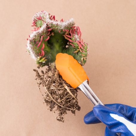 tongs cacti sharp spikey planting