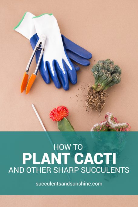 tools tricks planting cacti sharp succulents