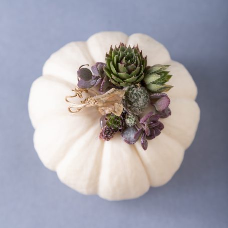 top view succulent white pumpkin