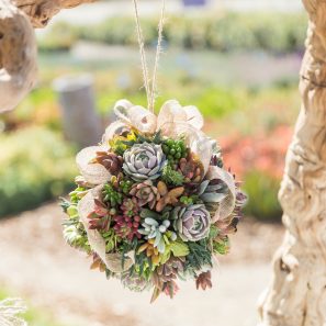 topiary ball succulents