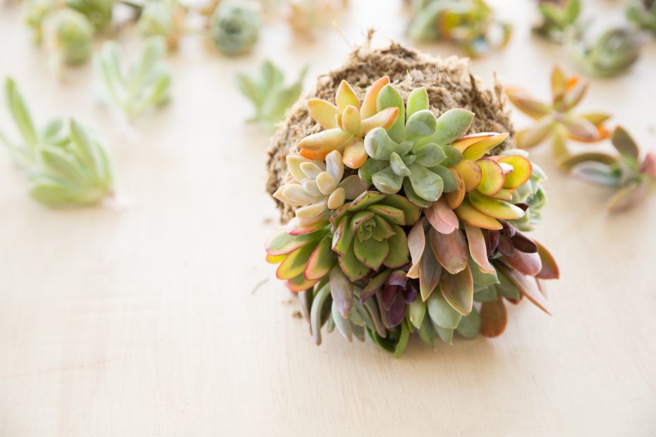 topiary ball with succulents