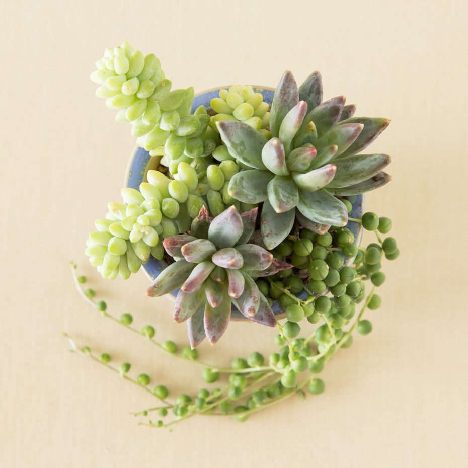 succulent planting tips sedum burrito Pachyphytum compactum little jewel string of pearls