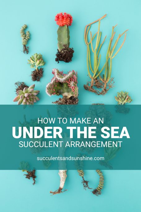  Make an Under the Sea arrangement with succulents!