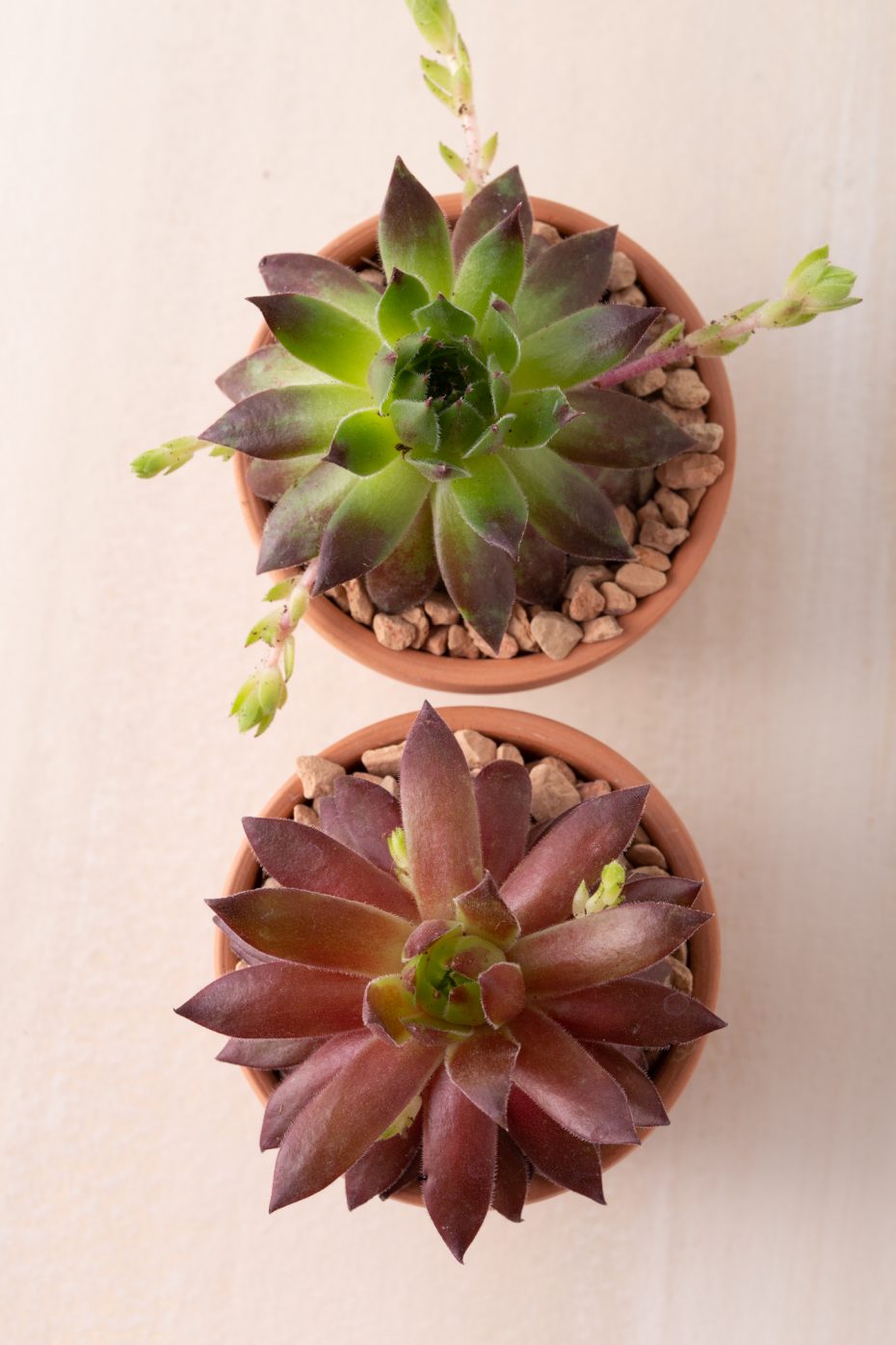 two cold hardy sempervivums