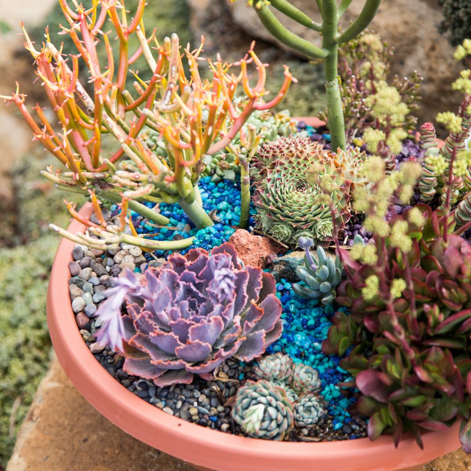 under the sea succulent arrangement