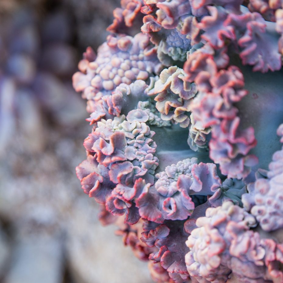 unusual purple succulent texture