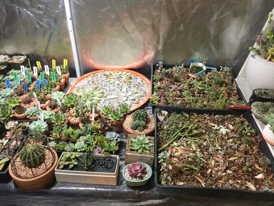 use a grow tent for indoor succulents