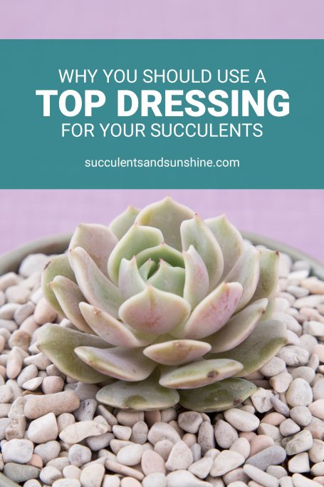 using a top dressing for succulents