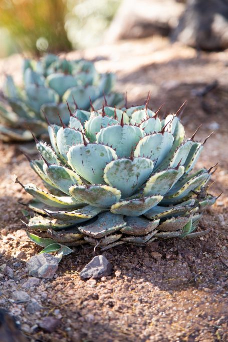 agave parryi truncata variegata creamy blue green black spines