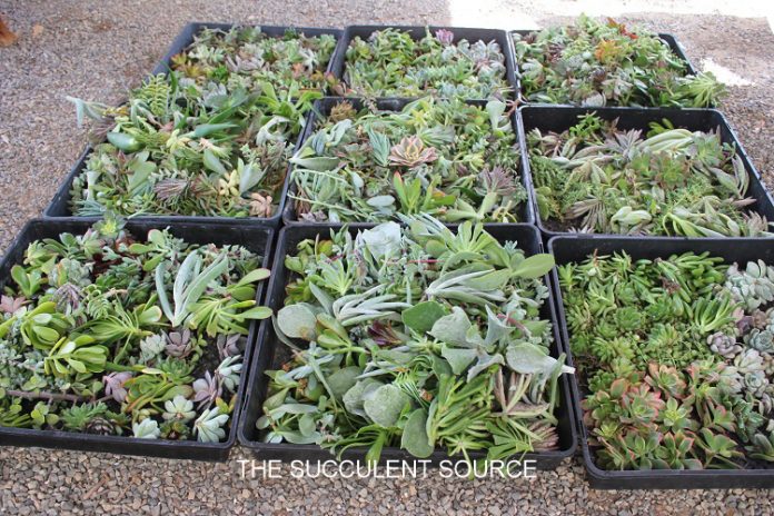 cuttings affordable cheap succulents wedding gifts diy