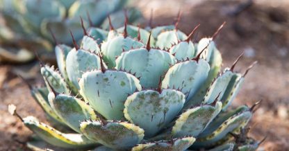 desert botanical garden agave parryi truncata variegata