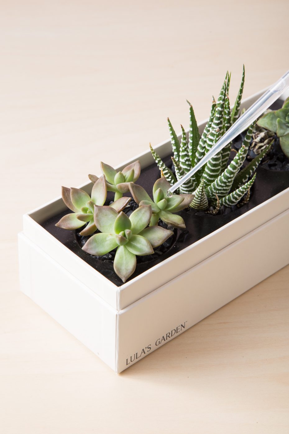 pipette watering graptosedum california sunset lulas garden box no drainage hole zebra plant