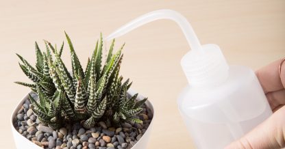 squeeze bottle water succulents without drainage hole tips