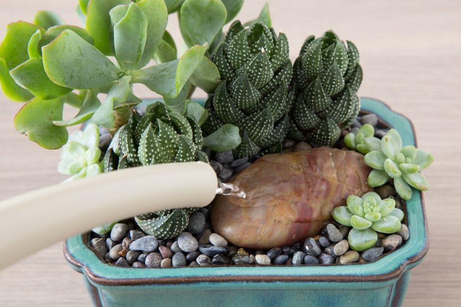 watering stone succulents