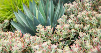 waterwise botanicals succulent gardens