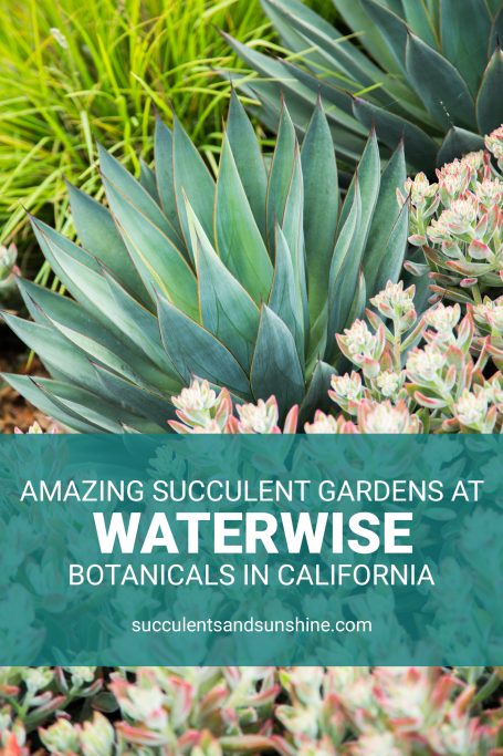 waterwise botanicals succulents display gardens