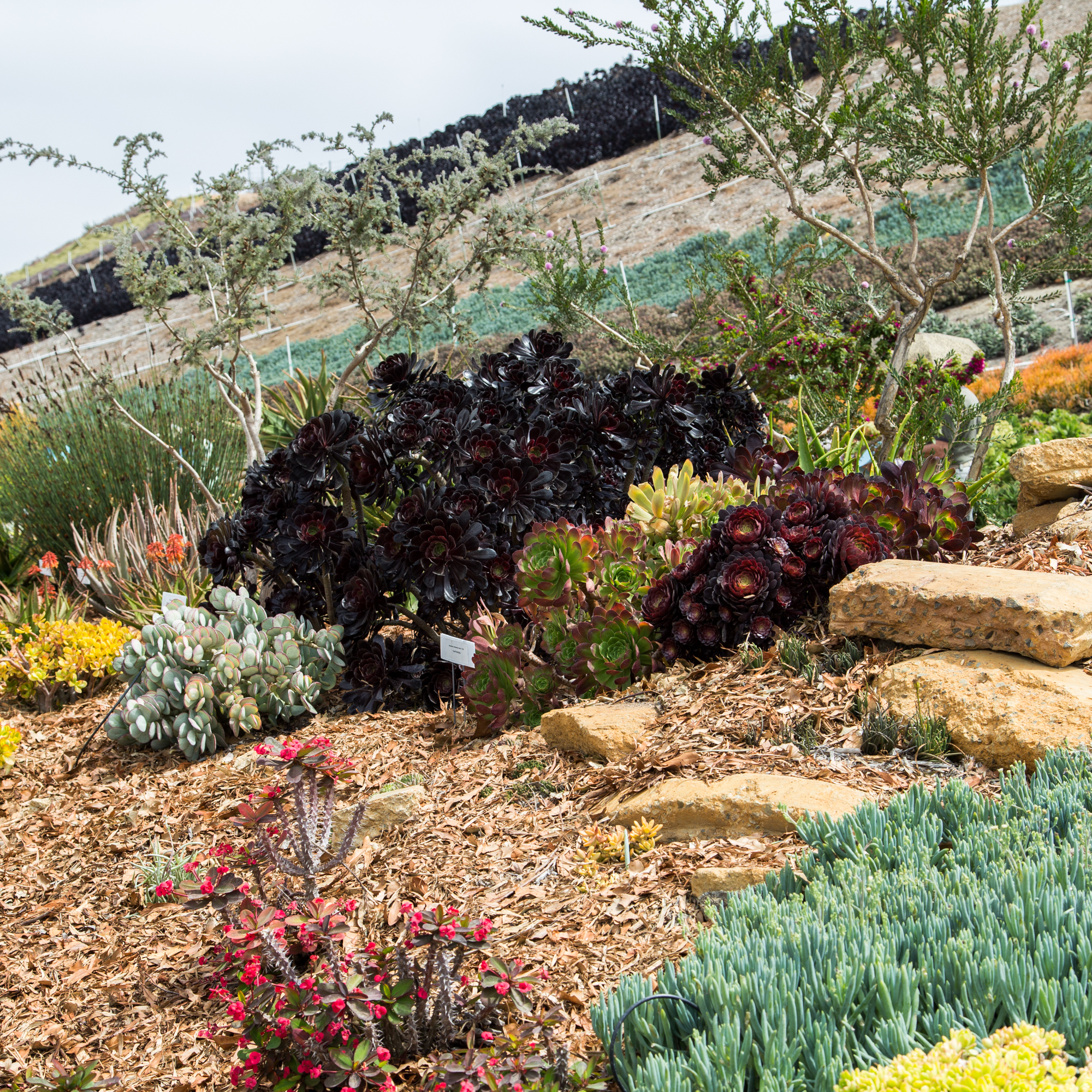 waterwise display garden