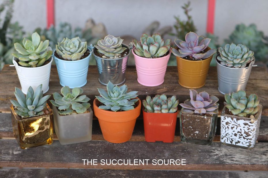 small succulents wedding baby shower gifts favors tin pails glass votive terra cotta pots