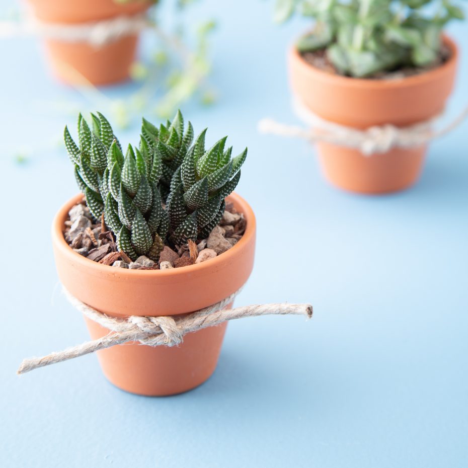 wedding favor terra cotta pots