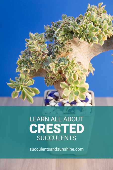 learn about crested succulents