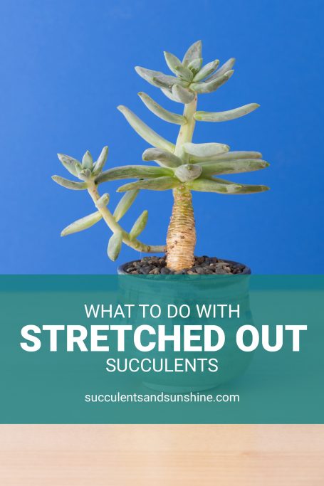 what causes how to fix stretched out succulents