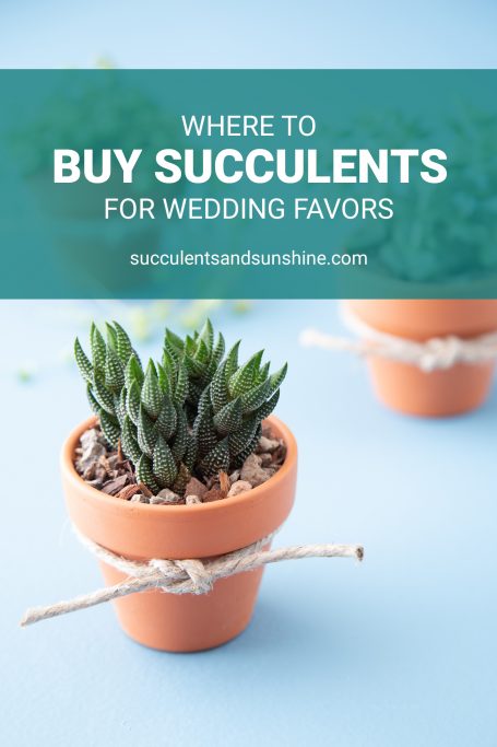 sources for buying succulents wedding favors bridal shower baby gift ideas