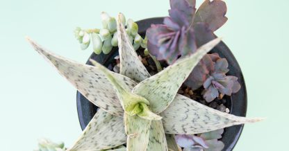 tips for planting succulents in pots aloe kalanchoe sedum colorful close together