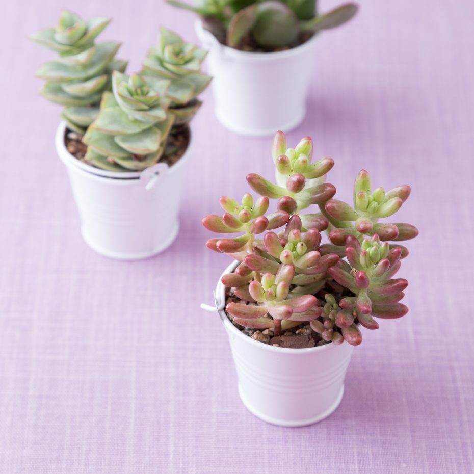 white pail wedding favor succulents