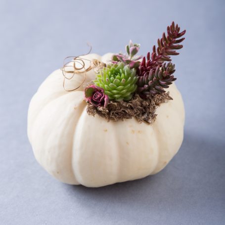 white pumpkin moss tiny succulents