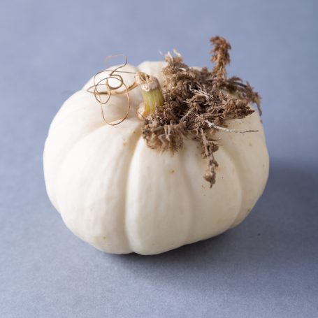 white pumpkin sphagnum moss