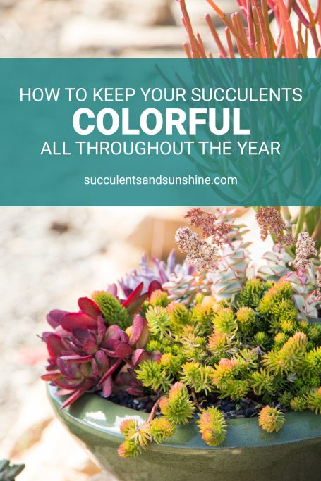 learn how to keep succulents colorful all year round crassula sedum euphorbia