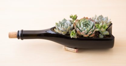 wine bottle planter for succulents filled with echeverias and crassulas cork