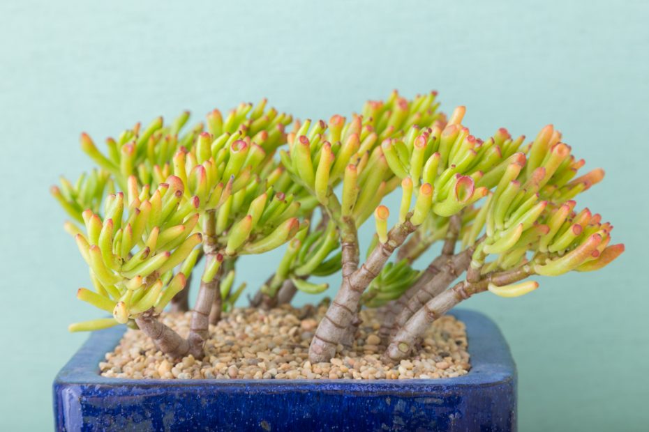 winter color gollum jade