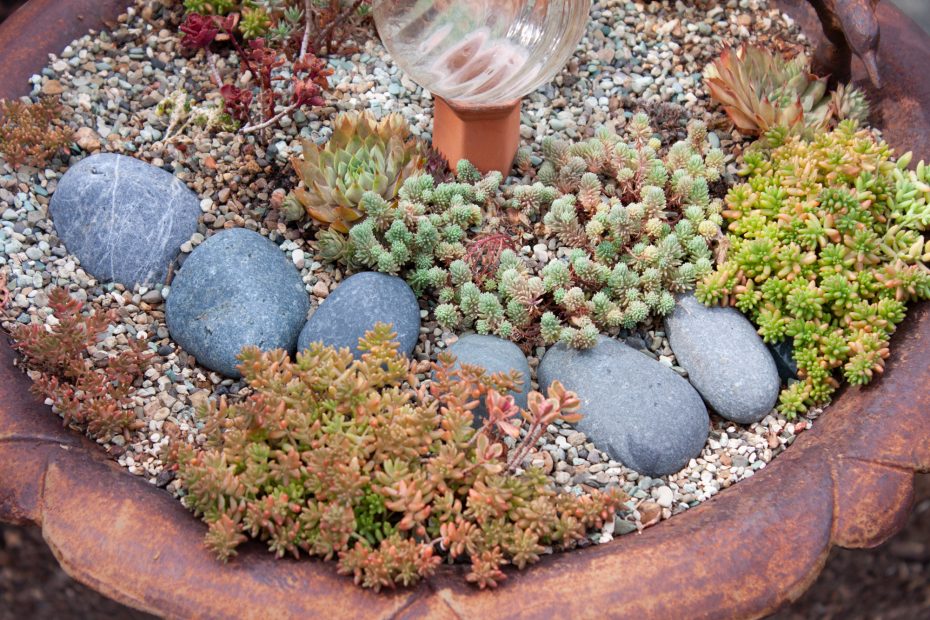 copper colors winter dormant succulents sedum sempervivum